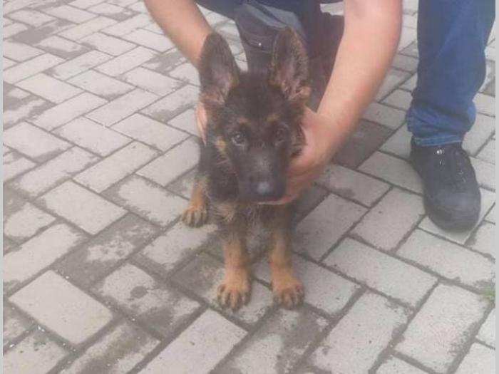 nemački ovčar, muško štene besplatni mali oglasi