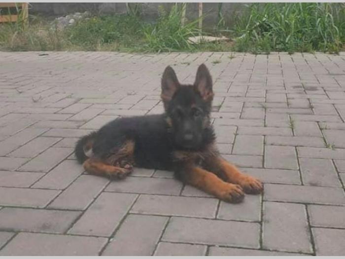 nemački ovčar, muško štene besplatni mali oglasi