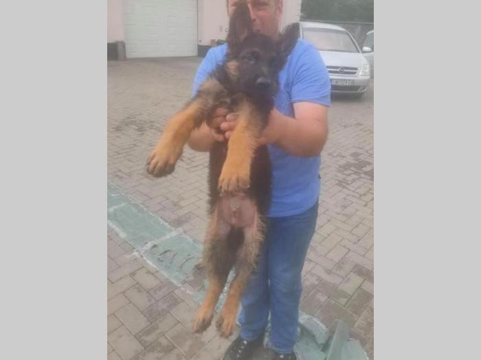 nemački ovčar, muško štene besplatni mali oglasi