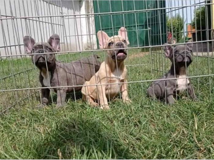francuski buldog štenci egzotičnih boja besplatni mali oglasi