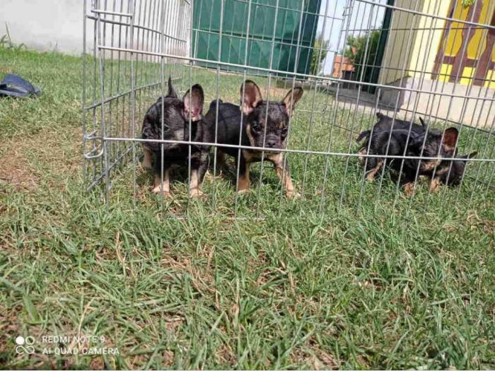 francuski buldog štenci egzotičnih boja besplatni mali oglasi