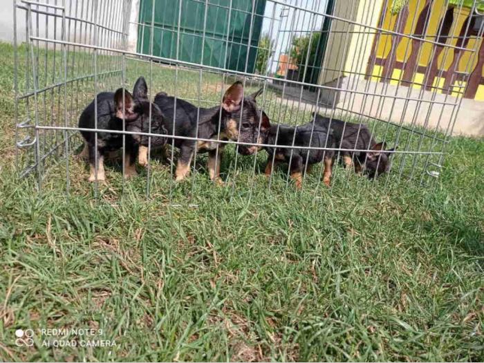 francuski buldog štenci egzotičnih boja besplatni mali oglasi