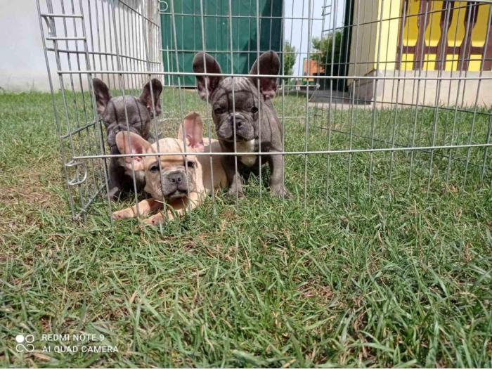 francuski buldog štenci egzotičnih boja besplatni mali oglasi