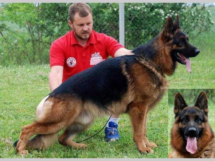 nemački ovčar štenci besplatni mali oglasi