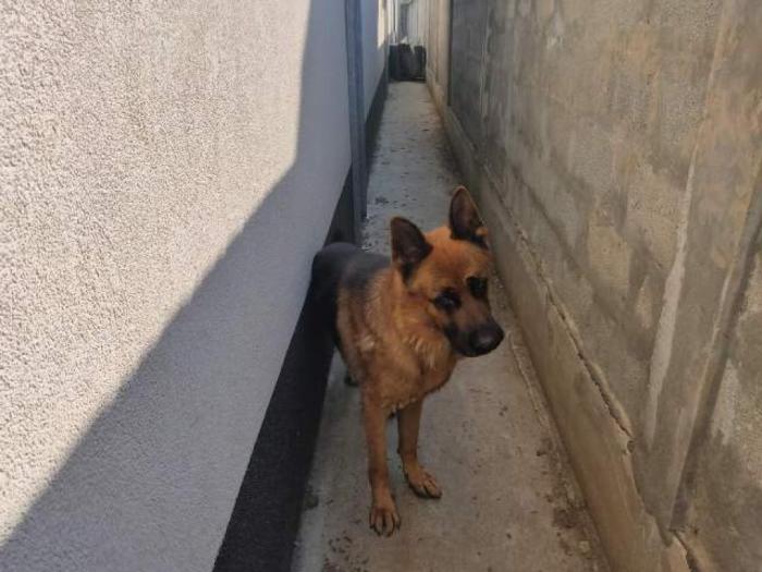 nemacki ovčar mužjak slobodan za parenje besplatni mali oglasi