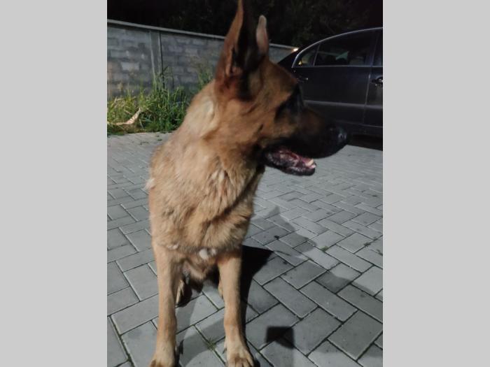nemacki ovčar mužjak slobodan za parenje besplatni mali oglasi
