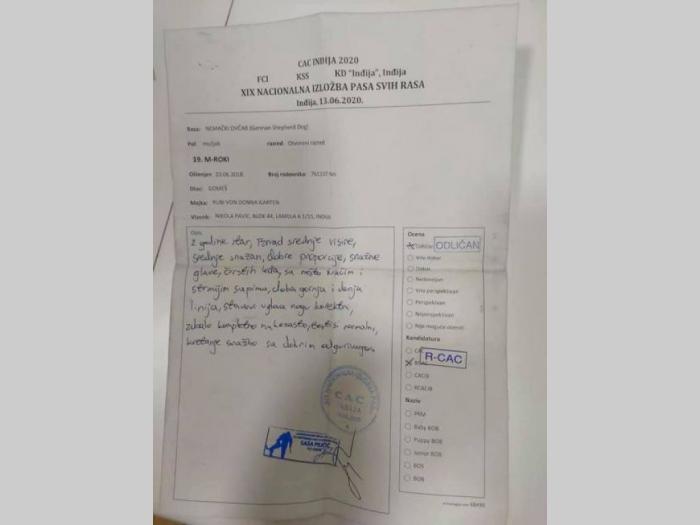 nemacki ovčar mužjak slobodan za parenje besplatni mali oglasi