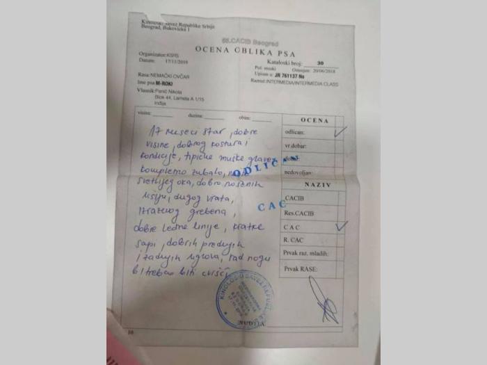 nemacki ovčar mužjak slobodan za parenje besplatni mali oglasi