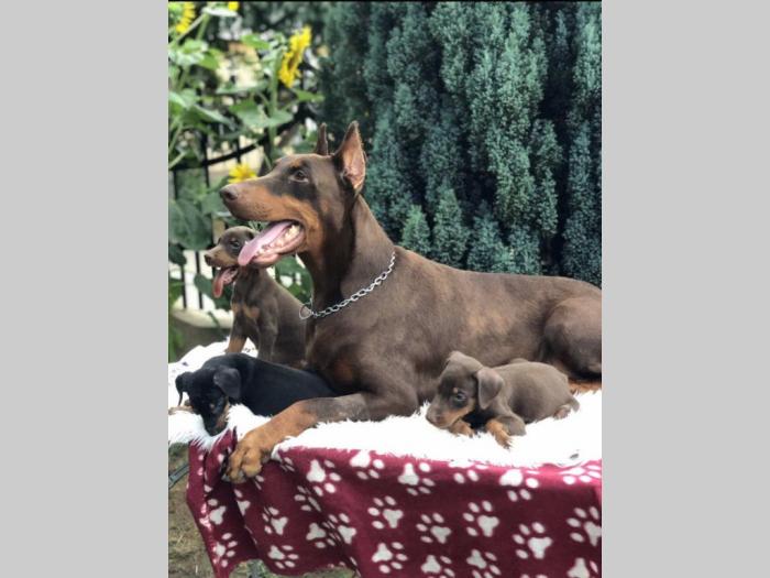 štenci dobermana vrhunskog porekla besplatni mali oglasi