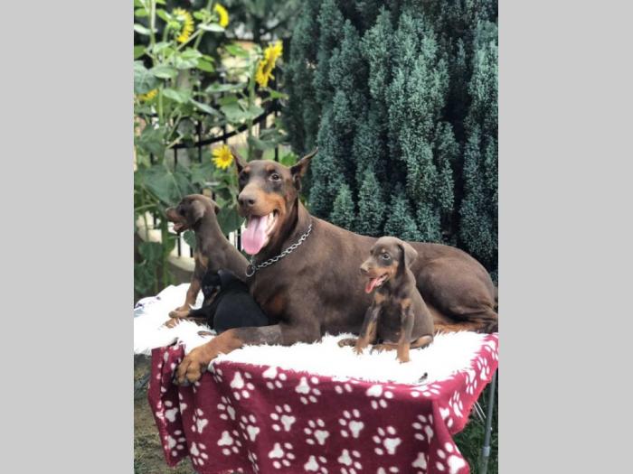 štenci dobermana vrhunskog porekla besplatni mali oglasi