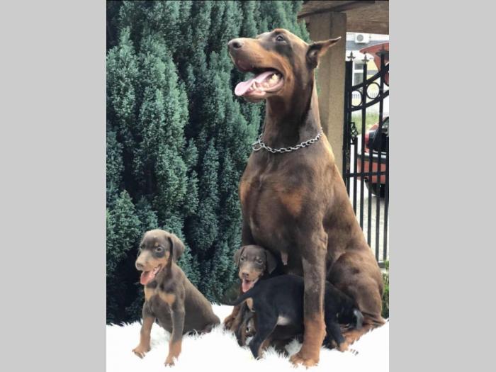 štenci dobermana vrhunskog porekla besplatni mali oglasi