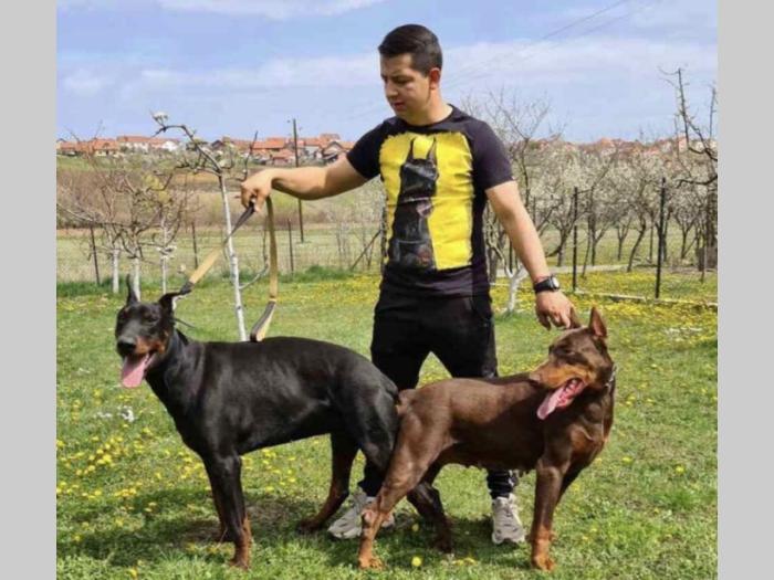 štenci dobermana vrhunskog porekla besplatni mali oglasi