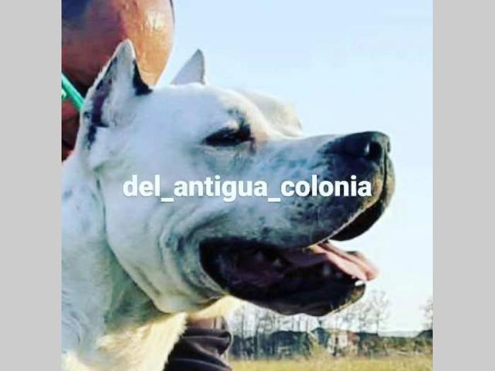 dogo argentino štenci besplatni mali oglasi
