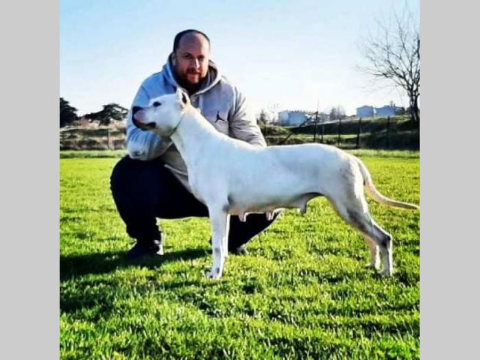 dogo argentino štenci besplatni mali oglasi
