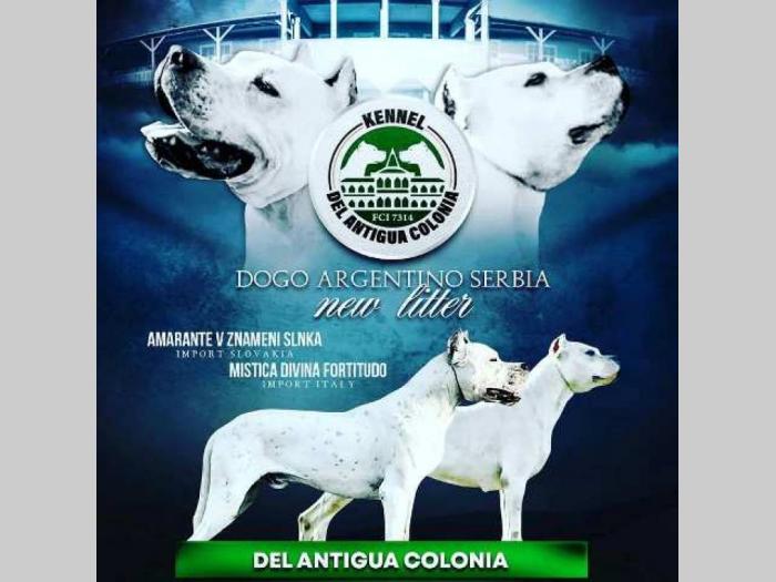 dogo argentino štenci besplatni mali oglasi