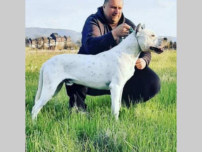 dogo argentino štenci besplatni mali oglasi