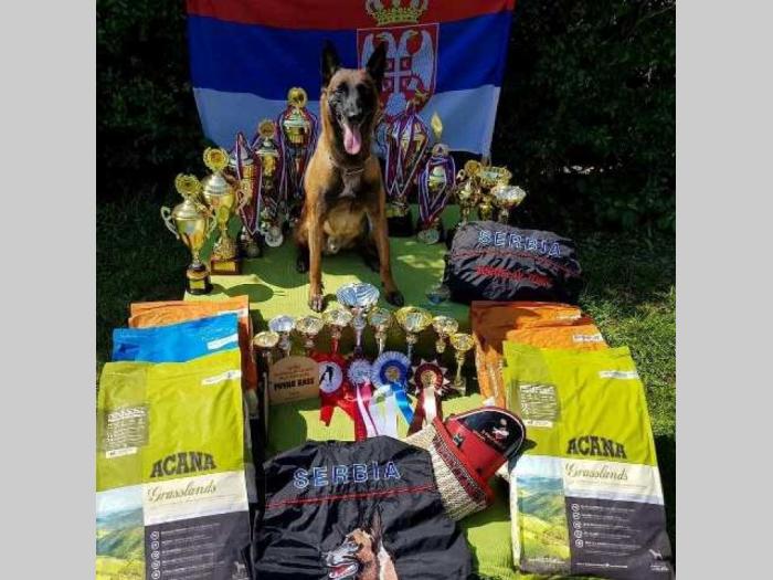 belgijski ovčar malinoa štenci besplatni mali oglasi