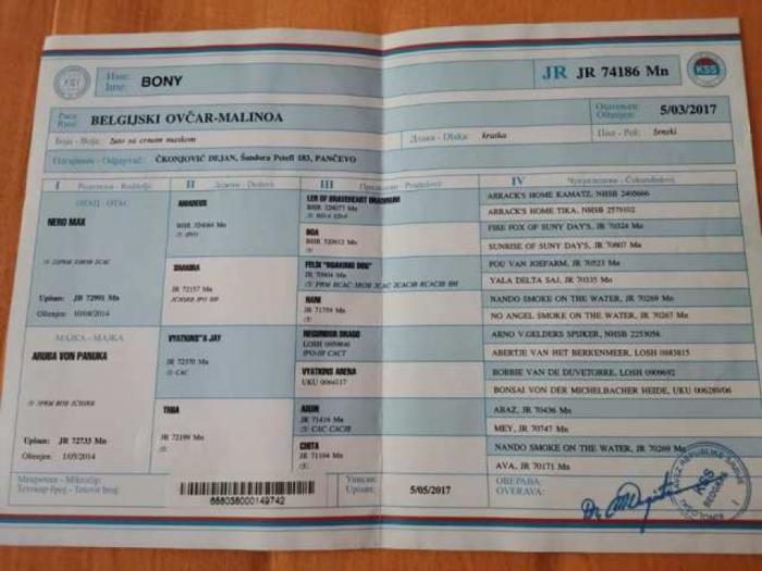 belgijski ovčar malinoa štenci besplatni mali oglasi