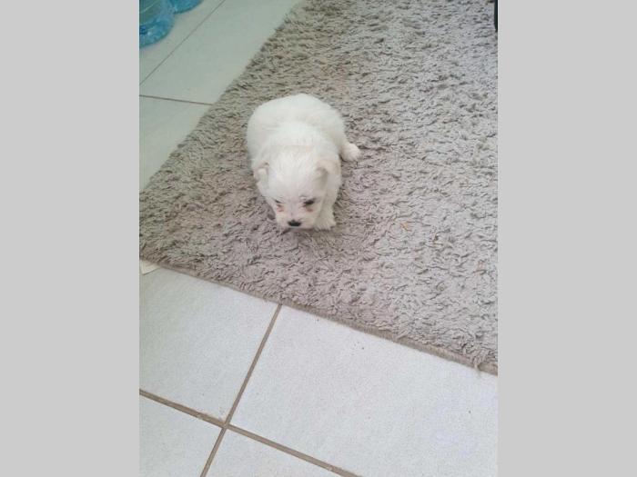mini maltezer štenci besplatni mali oglasi