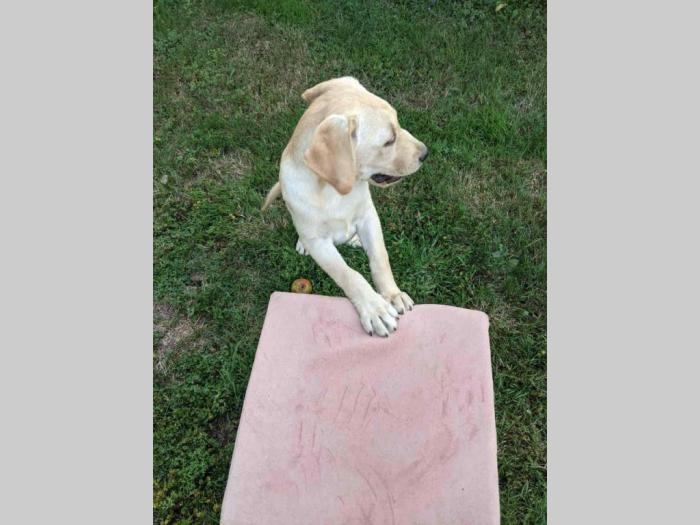 štenci labradora na prodaju besplatni mali oglasi