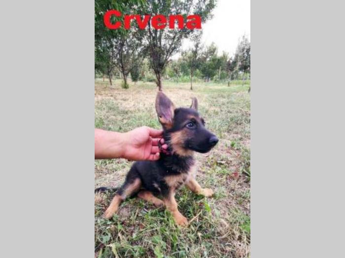 nemački ovčar štenci besplatni mali oglasi