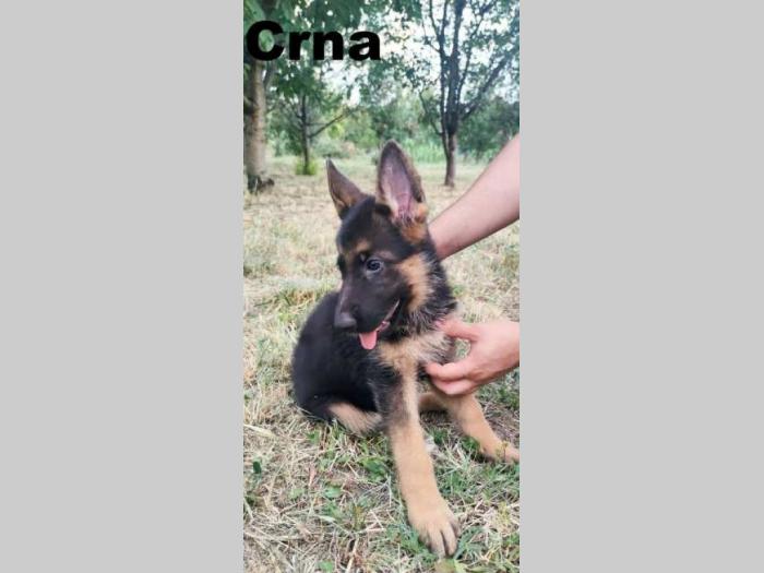nemački ovčar štenci besplatni mali oglasi
