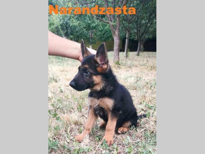 nemački ovčar štenci besplatni mali oglasi