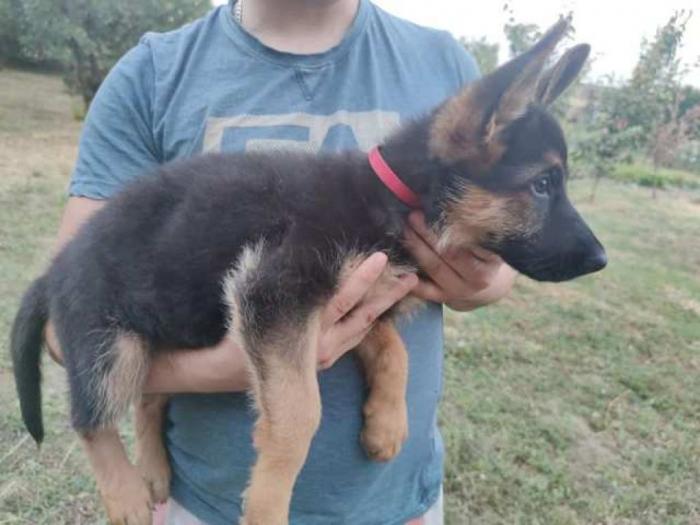 nemački ovčar štenci besplatni mali oglasi