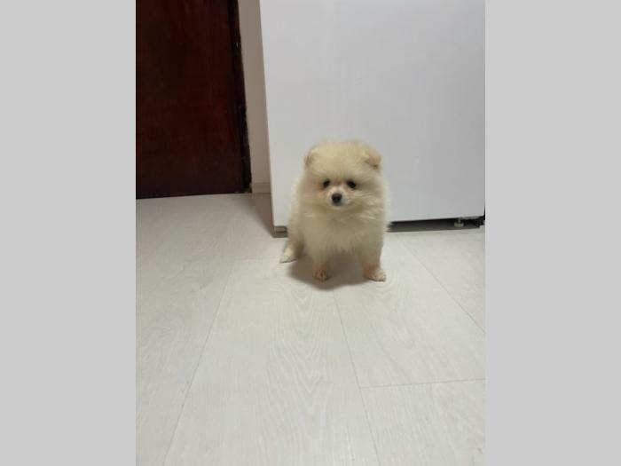 pomeranac boo krem žensko stene lilli besplatni mali oglasi