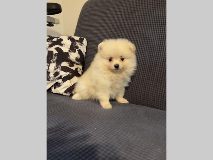pomeranac boo krem žensko stene lilli besplatni mali oglasi