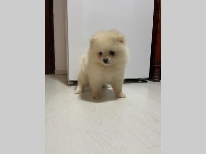 pomeranac boo krem žensko stene lilli besplatni mali oglasi