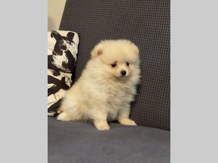 pomeranac boo krem žensko stene lilli besplatni mali oglasi