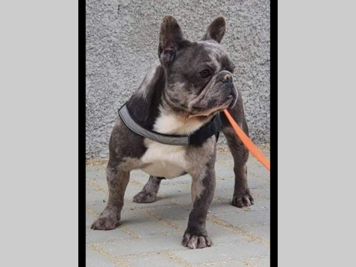 francuski buldog blue merle mužak za parenje besplatni mali oglasi