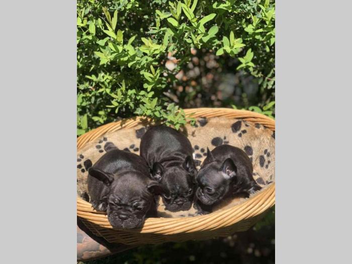 u ponudi štenci francuskog buldoga besplatni mali oglasi