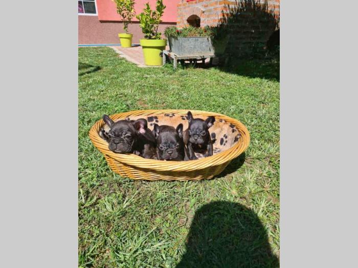 u ponudi štenci francuskog buldoga besplatni mali oglasi