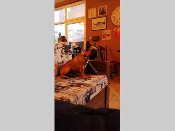 francuski buldog štenci na prodaju besplatni mali oglasi
