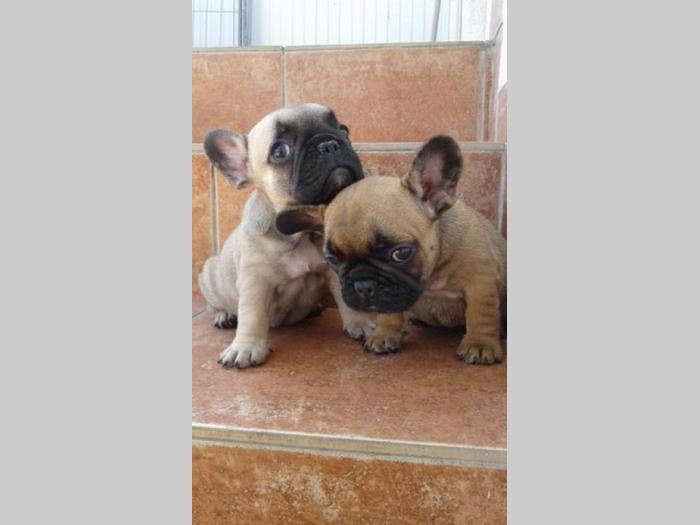 francuski buldog štenci na prodaju besplatni mali oglasi