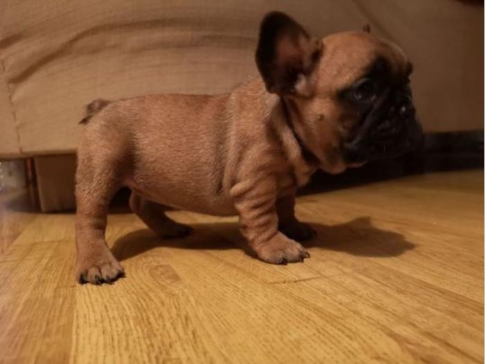 francuski buldog štenci na prodaju besplatni mali oglasi