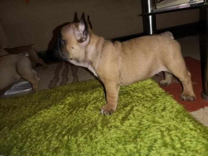 francuski buldog štenci na prodaju besplatni mali oglasi