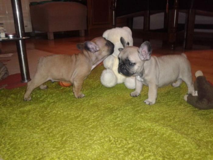 francuski buldog štenci na prodaju besplatni mali oglasi