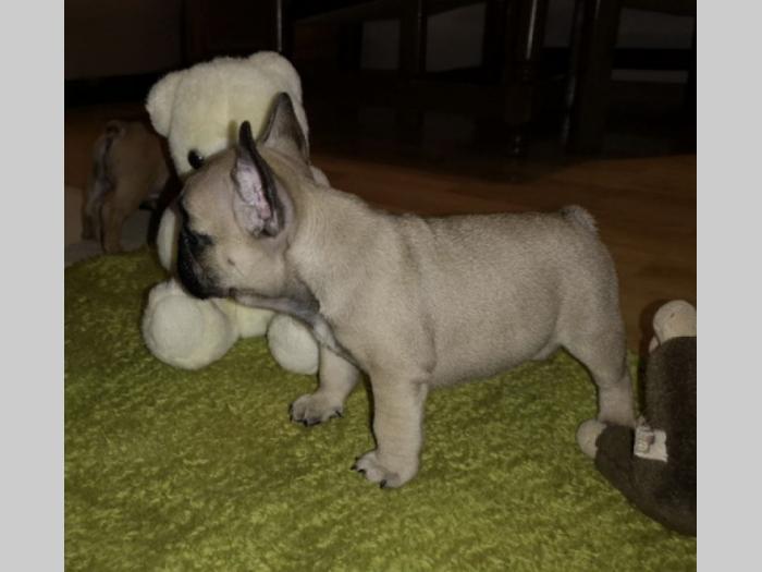 francuski buldog štenci na prodaju besplatni mali oglasi