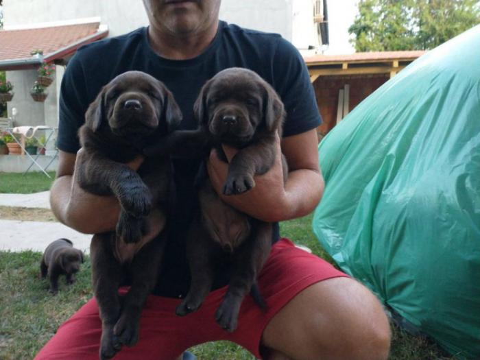 braon labrador štenci besplatni mali oglasi