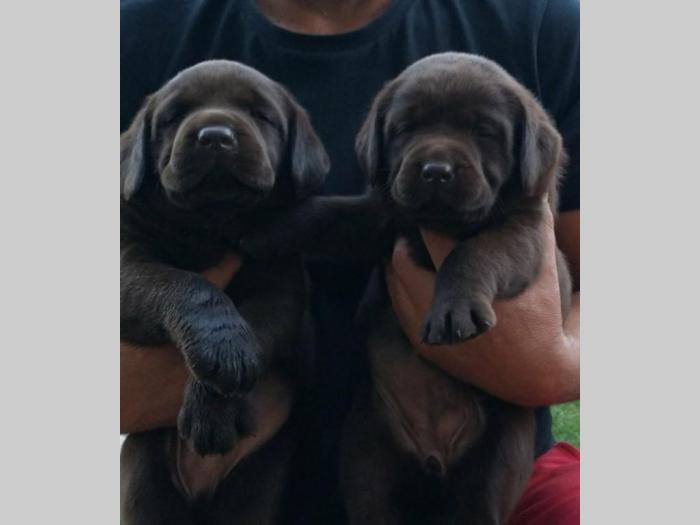 braon labrador štenci besplatni mali oglasi