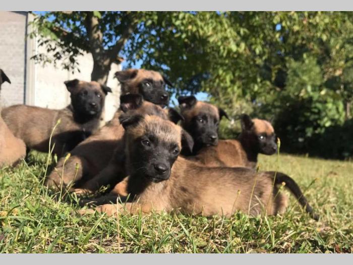 belgijski ovčar malinoa vrhunskog porekla besplatni mali oglasi