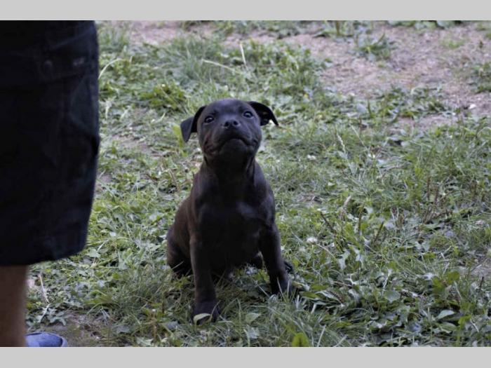 stafordski bul terijer 4 muška šteneta besplatni mali oglasi