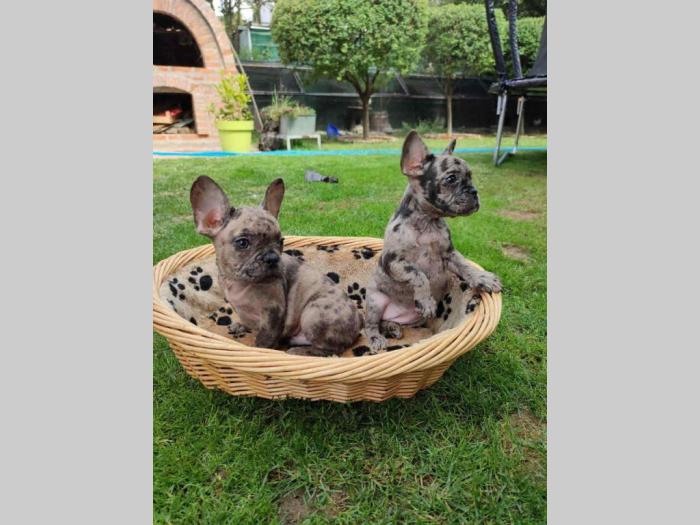 francuski buldog štenci besplatni mali oglasi