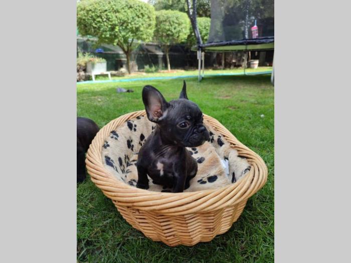 francuski buldog štenci besplatni mali oglasi