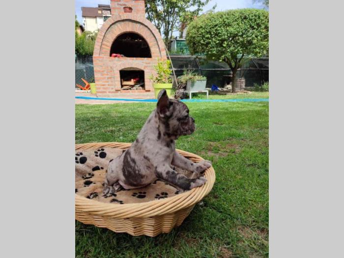 francuski buldog štenci besplatni mali oglasi
