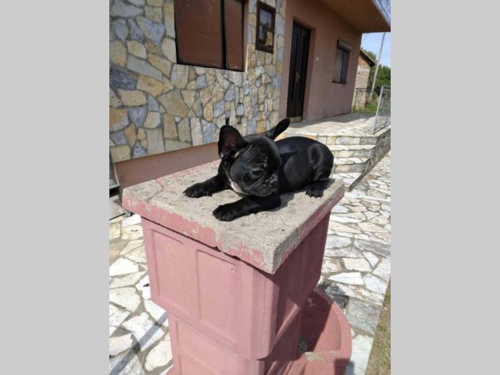 francuski buldog štenci besplatni mali oglasi