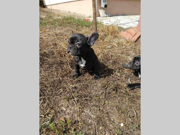 francuski buldog štenci besplatni mali oglasi